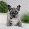 Image of Ozzy, a French Bulldog puppy