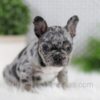 Image of Ozzy, a French Bulldog puppy