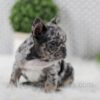 Image of Ozzy, a French Bulldog puppy