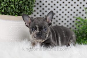 Image of Wally, a French Bulldog puppy