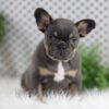 Image of Willow, a French Bulldog puppy