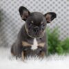 Image of Willow, a French Bulldog puppy