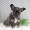 Image of Willow, a French Bulldog puppy