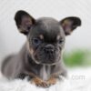 Image of Willow, a French Bulldog puppy