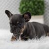 Image of Willow, a French Bulldog puppy