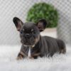 Image of Willow, a French Bulldog puppy