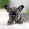 Image of Willow, a French Bulldog puppy