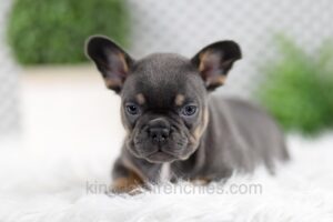 Image of Willow, a French Bulldog puppy