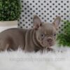 Image of Winston, a French Bulldog puppy