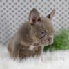 Image of Winston, a French Bulldog puppy