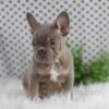 Image of Winston, a French Bulldog puppy