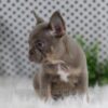 Image of Winston, a French Bulldog puppy