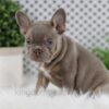 Image of Winston, a French Bulldog puppy