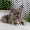 Image of Winston, a French Bulldog puppy