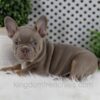 Image of Winston, a French Bulldog puppy