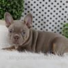 Image of Winston, a French Bulldog puppy