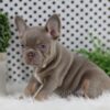 Image of Winston, a French Bulldog puppy