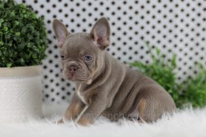 Image of Winston, a French Bulldog puppy