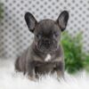 Image of Wren, a French Bulldog puppy