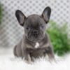 Image of Wren, a French Bulldog puppy