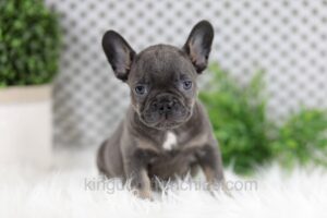 Image of Wren, a French Bulldog puppy