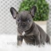 Image of Wren, a French Bulldog puppy