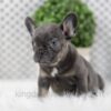 Image of Wren, a French Bulldog puppy