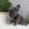 Image of Wren, a French Bulldog puppy