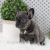 Image of Wren, a French Bulldog puppy