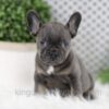 Image of Wren, a French Bulldog puppy