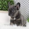 Image of Wren, a French Bulldog puppy