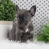 Image of Wren, a French Bulldog puppy