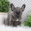 Image of Wren, a French Bulldog puppy