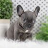 Image of Wren, a French Bulldog puppy