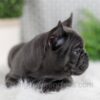 Image of Wyatt, a French Bulldog puppy