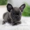 Image of Wyatt, a French Bulldog puppy