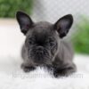 Image of Wyatt, a French Bulldog puppy