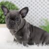 Image of Wyatt, a French Bulldog puppy