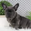 Image of Wyatt, a French Bulldog puppy