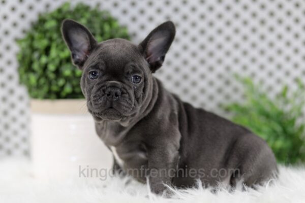 Image of Wyatt, a French Bulldog puppy