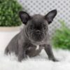 Image of Wyatt, a French Bulldog puppy