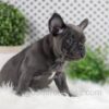 Image of Wyatt, a French Bulldog puppy