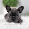 Image of Wyatt, a French Bulldog puppy