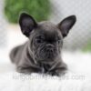 Image of Wyatt, a French Bulldog puppy