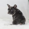 Image of Crystal, a French Bulldog puppy