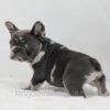 Image of Crystal, a French Bulldog puppy