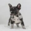 Image of Crystal, a French Bulldog puppy