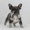 Image of Crystal, a French Bulldog puppy