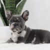 Image of Crystal, a French Bulldog puppy