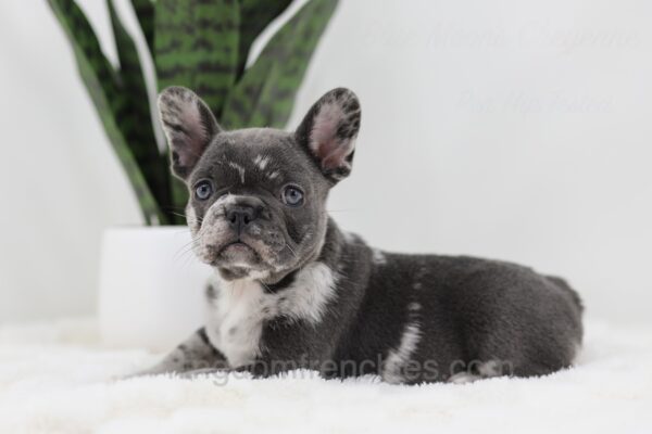 Image of Crystal, a French Bulldog puppy